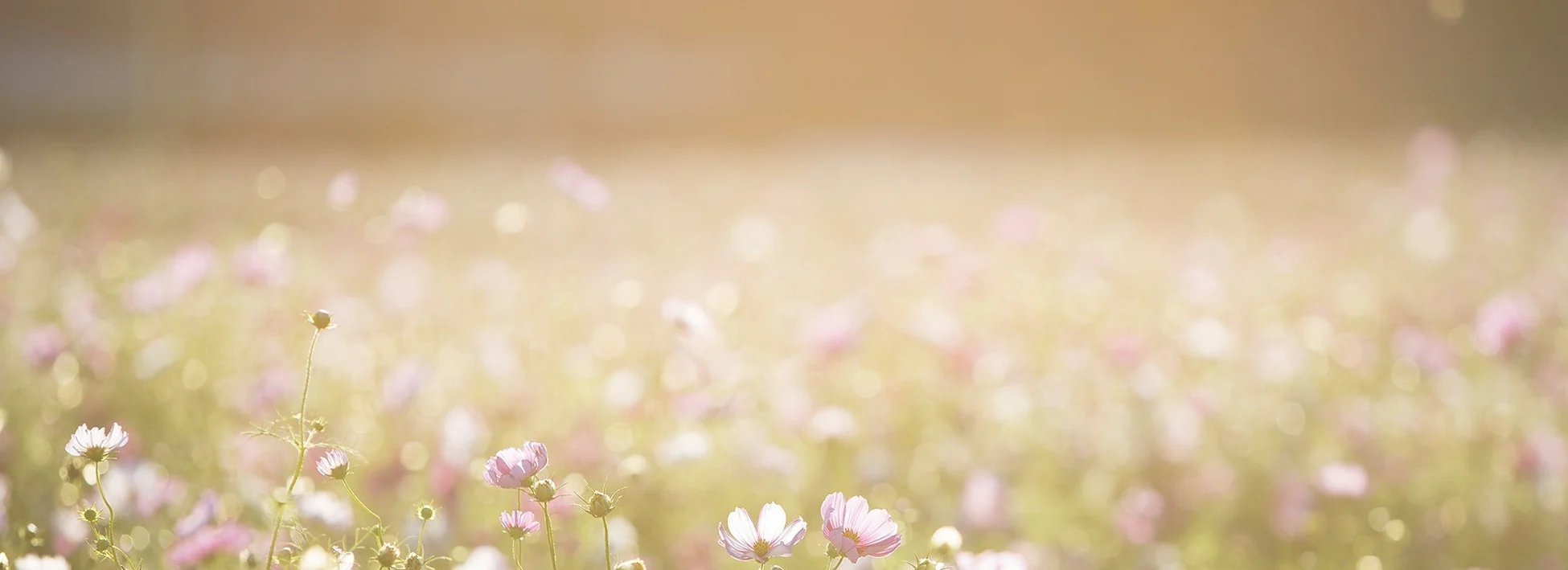 Farm Fresh Hay Delivered Monthly